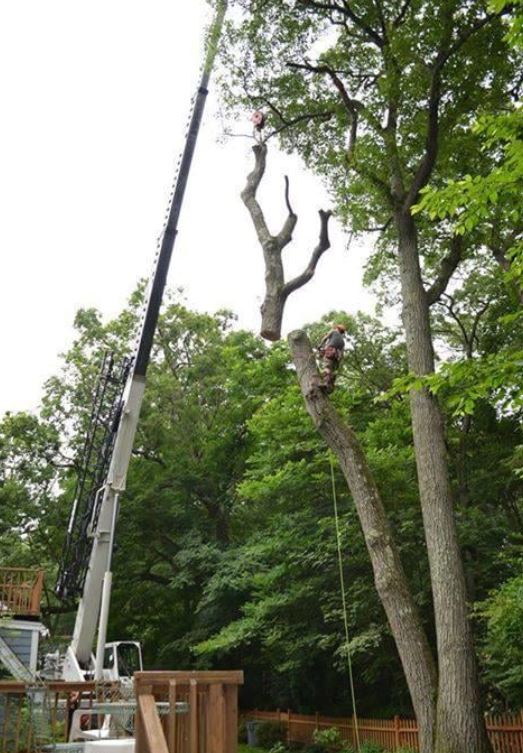 Foto de Tree Removal Toronto